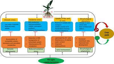 Frontiers Sustaining Nitrogen Dynamics A Critical Aspect For